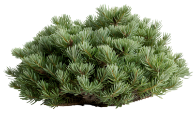 This is a cut out of a compact evergreen conifer shrub. It is placed on a transparent background. The shrub features dense foliage and a rounded shape, suitable for various uses
