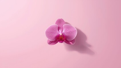 Pink orchid blossoms against a soft pastel backdrop serving as a decorative floral pattern for textiles or wallpaper