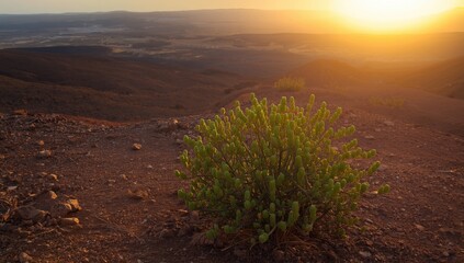 Euphorbia truncalli thriving in volcanic soil landscape during sunset in Canary Islands, showcasing native flora
