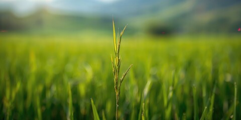 One-month-old rice plant with early pest damage on leaves, focusing on crop health management