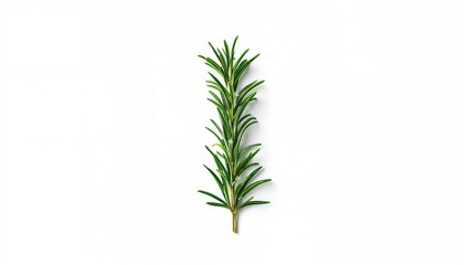 Obraz premium Fresh rosemary sprig isolated on white, highlighting herbal flavoring for cooking