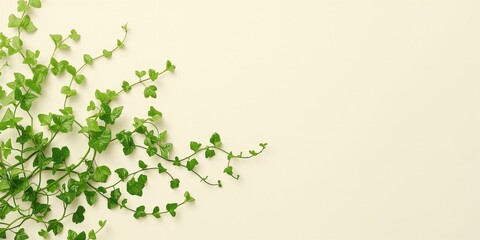 Single green ivy foliage on white backdrop, ideal for text overlay or editorial headers