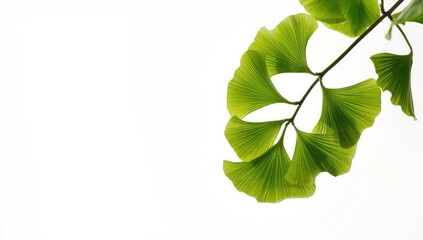 PNG image of medicinal herbs arranged for herbal therapy, illustrating plant-based health approaches