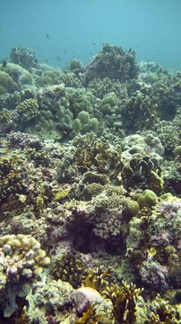 Bluefin trevally swims by reef drop-off near coral structures. Location: Karang Hatta, Banda Sea, Indonesia.