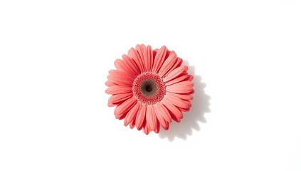 Pink gerbera daisy flower with stem isolated on a white background, useful for botanical illustrations