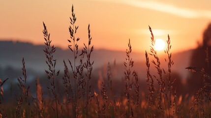 Tall blades of wild grass stand silhouetted against a warm sunset over distant hills