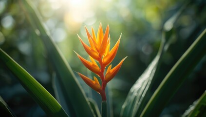 Obraz premium Detailed view of a bright orange tropical flower highlighting spring and nature themes, floral background