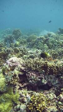 The fish moves along coral ridges under natural light. Location: Karang Hatta, Banda Sea, Indonesia.
