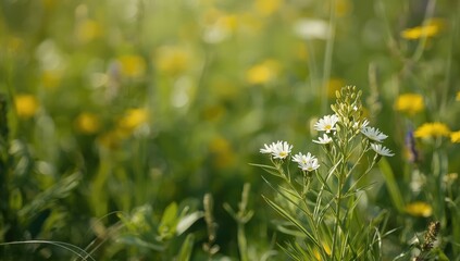 White mustard flowers and plants, serving as a cover crop for soil protection in farming, Earth Day