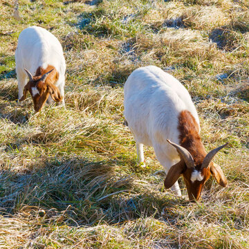 (Capra aegagrus hircus) Burenziegen mit pr&auml;chtigem wei&szlig;-r&ouml;tlich-braunem Fell grasen im Winter auf einer frostbedeckten Wiese
