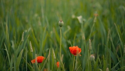 Obraz premium Close-up of poppy seed capsules with flowers and grass, illustrating springtime nature, World Environment Day