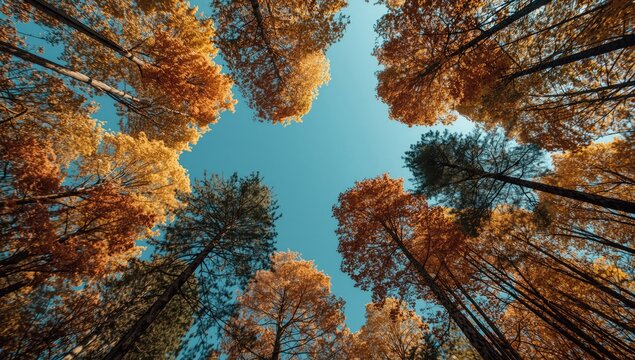 Autumn leaves on tall trees reaching toward a blue sky, highlighting seasonal transition and landscape aesthetics