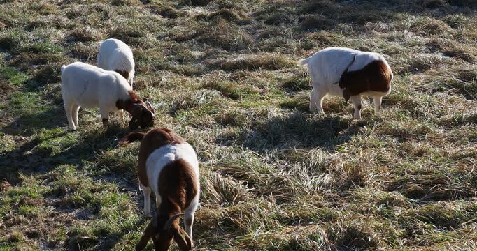 (Capra aegagrus hircus) Junge Burenziegen (Capra aegagrus hircus), Rasse der Hausziegen, grasen im Winter in Deutschland auf einer Wiese