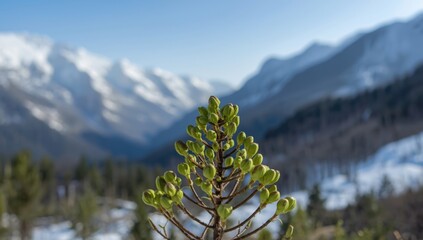 Winter scene with pine buds sprouting near Harshil Uttarakhand, illustrating seasonal resilience