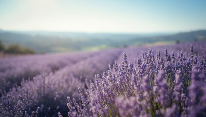 Obraz premium Aromatic lavender blooms across a field, emphasizing natural scent extraction, seasonal floral crop