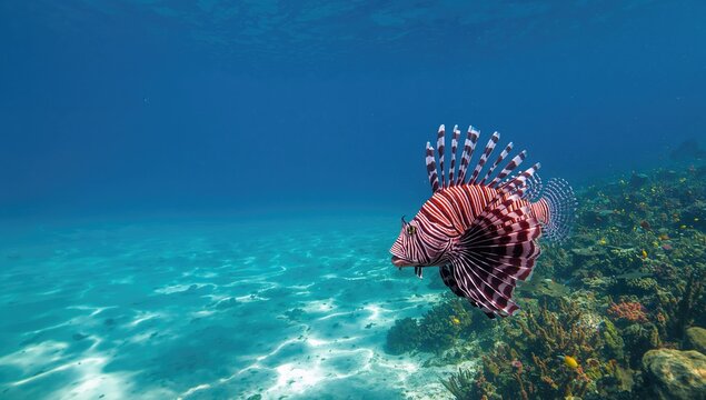 Lionfish predating on colorful reef environment with tropical fish, underwater photography, ocean conservation focus
