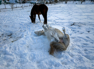 winterliche Schneelandschaft  auf den Feldern und &Auml;ckern im Norden von Berlin, Berlin-L&uuml;bars, Reinickendorf, Deutschland