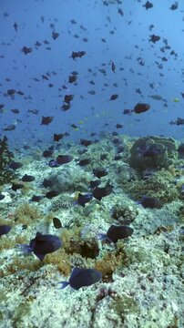 Group of redtooth triggerfish (Odonus niger) moving in unison along a reef drop-off in Batu Kapal, Banda Sea.