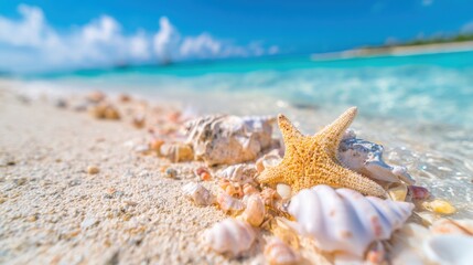 Starfish and shells on a sunny beach by the turquoise water