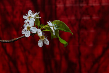 White apple blossoms are in focus in front of a red barn. The tree's shadows fall on the barn, showing the beauty of springtime in an outdoor setting.