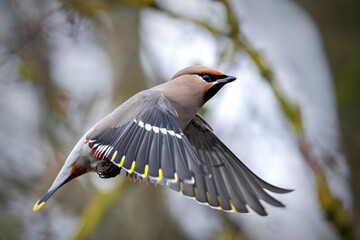 Bohemian waxwing (Bombycilla garrulus)