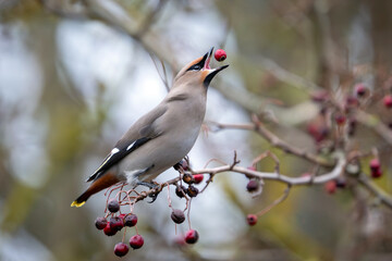 Bohemian waxwing (Bombycilla garrulus)