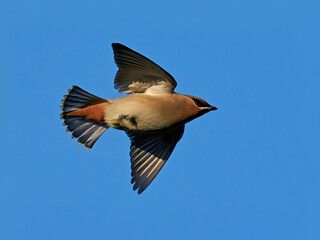 Bohemian waxwing (Bombycilla garrulus)
