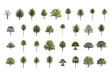 Diverse collection of trees and palms for landscaping projects