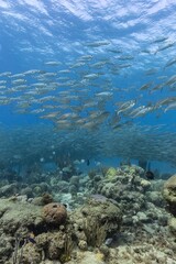 Bigeye Scad Selar crumenophthalmus  baitball 