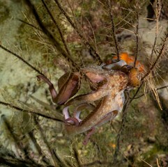 CARIBBEAN REEF OCTOPUS (Octopus briareus)