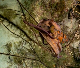 CARIBBEAN REEF OCTOPUS (Octopus briareus)