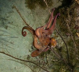 CARIBBEAN REEF OCTOPUS (Octopus briareus)