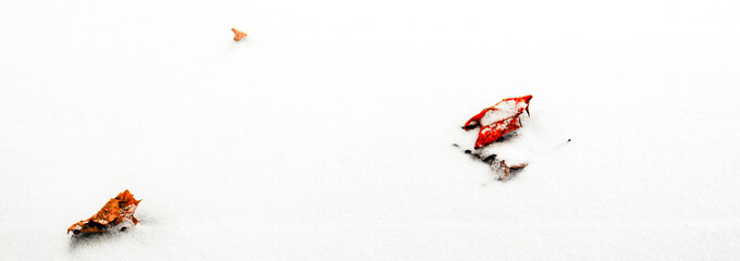 Panorama Close-up of three dry red maple leaves partially covered by snow