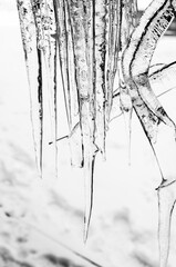 Monochrome close-up of a group of patterend icicles pointing at the ground