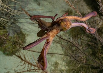 CARIBBEAN REEF OCTOPUS (Octopus briareus)