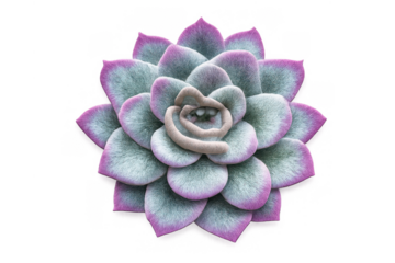 Echeveria succulent plant creating a beautiful natural rosette pattern with purple and green leaves on a transparent background