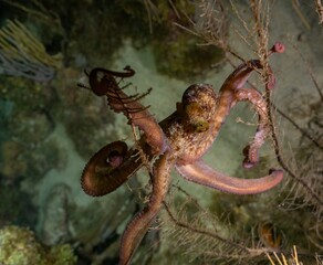CARIBBEAN REEF OCTOPUS (Octopus briareus)