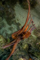 CARIBBEAN REEF OCTOPUS (Octopus briareus)