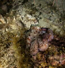 CARIBBEAN REEF OCTOPUS (Octopus briareus)