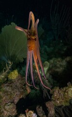 CARIBBEAN REEF OCTOPUS (Octopus briareus)