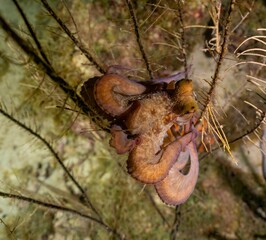 CARIBBEAN REEF OCTOPUS (Octopus briareus)