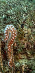 Fireworm and Sharpnose Puffer