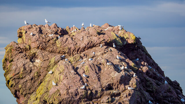 Seagulls nesting on rugged coastal rock in Eyemouth Scotland