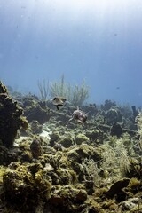 PORCUPINEFISH(Diodon hystrix) and SPOTFIN BURRFISH(Chilomycterus reticulatus)