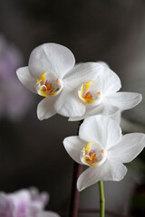 Blossom tender white orchid flowers