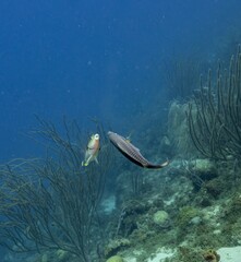 PRINCESS PARROTFISHes (Scarus taeniopterus) dance