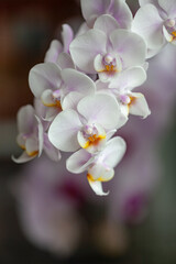 Blossom tender white orchid flowers
