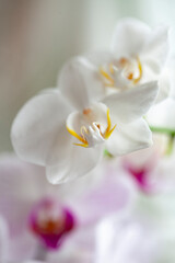 Blossom tender white orchid flowers