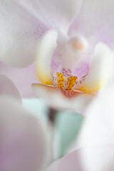 Blossom tender white orchid flowers