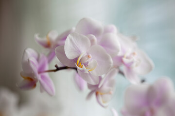 Blossom tender white orchid flowers